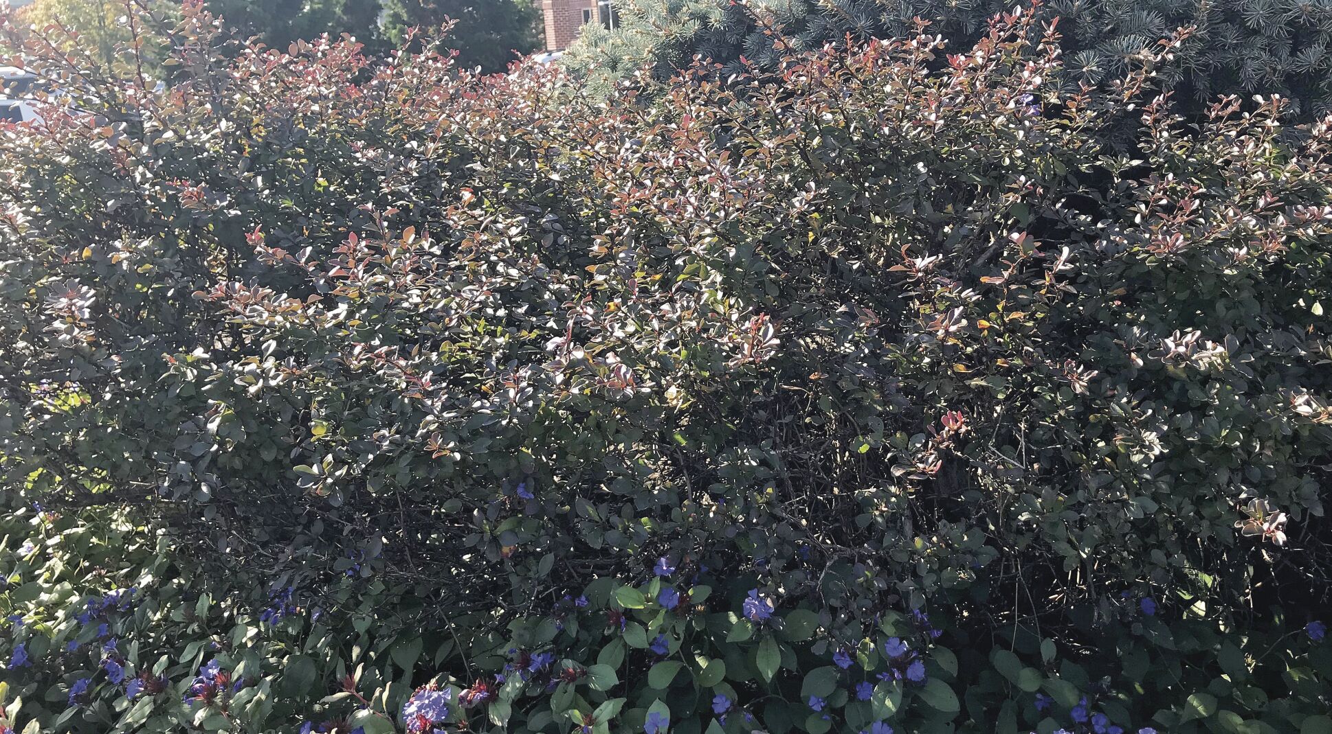 1120 Japanese Barberry.jpg